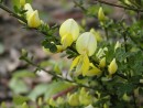 Cytisus scoparius Luna_2