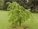 Cercidophyllum japonicum  Pendulum 249