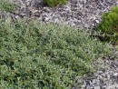 Cotoneaster salicifolius Gnom 20030918 096