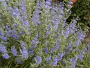 Caryopteris clandonensis Heavenly Blue 125