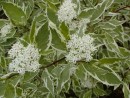 Cornus alba Elegantissima 20030518 027