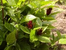 Calycanthus floridus 20030518 012