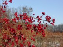 Crataegus monogyna 20031219 001