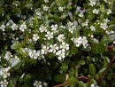 Cotoneaster dammerii Skogsholm 20030518 017