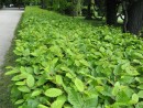 Carpinus betulus 20080502 049