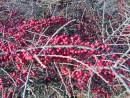 Cotoneaster horizontalis 20031211 002