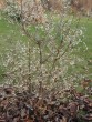 Callicarpa bodinierii bl plody