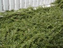 Cotoneaster dammeri Eichholz 027