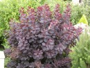 Cotinus coggygria Royal Purple 222