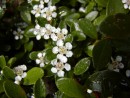 Cotoneaster dammerii Skogsholm 20030518 018