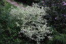 Cornus alba Elegantissima 20090510 165