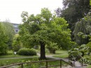 Catalpa bignonioides Nana 20040827 255