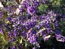 Calicarpa bodinieri Profusion 20051016 024