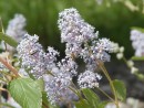 Ceanothus delilianus Glorie de Versailles