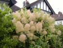 Cotinus coggygria 20050720 013