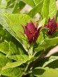 Calycanthus floridus 20030531 038