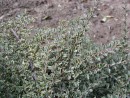 Cotoneaster horizontalis Variegata 20030918 111