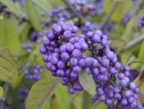 Calicarpa bodinieri Profusion 20031010 051