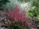 Calluna vulgaris Alexandra