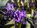 Calicarpa bodinieri Profusion 20031012 002