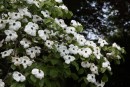 Cornus nuttallii 20090502 424