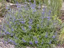 Caryopteris clandonensis Heavenly Blue 112