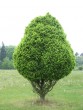 Carpinus betulus Pyramidata 20070506 052