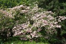 Cornus florida Rubra 20090502 405