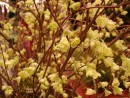 Corylopsis pauciflora 20040131 067