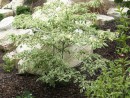 Cornus kousa 20070707 259