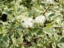 Cornus alba Elegantissima 20030510