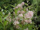 Ceanothus pallidus_2