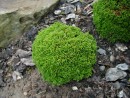 Calluna vulgaris Sedloov