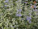 Caryopteris clandonensis Heavenly Blue 066