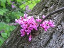 Cercis siliquastrum 20080502 188