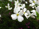 Cornus florida 20070506 067