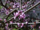 Cercis siliquastrum 20030504 001