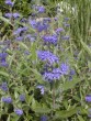 Caryopteris clandonensis Heavenly Blue 113