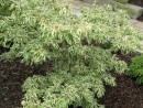 Cornus kousa 20070707 257