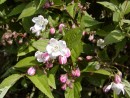 Deutzia kalmiiflora 20030518 013