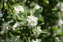 Daphne caucasica 20090502 275