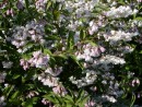 Deutzia scabra 20030612 006