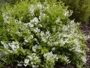 Deutzia gracilis 20030518 037