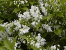 Deutzia gracilis 20030518 038