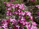 Daphne cneorum 20050507 003