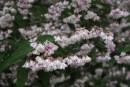 Deutzia scabra Plena 20080620 043