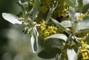 Eleagnus commutata 20090502 492