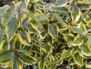 Eleagnus ebbingei Gilt Edge 20040827 175