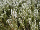 Erica carnea Springwood White