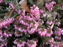 Erica herbacea December Red